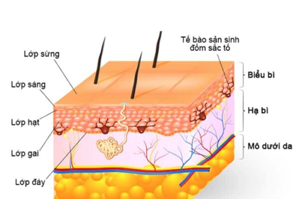 Sơ đồ cấu trúc da chi tiết và các lớp con giúp người mới dễ hiểu lý do cần tuân thủ quy trình chăm sóc da cơ bản để tác động đúng lớp da. Có thể hiện tế bào sản sinh đốm sắc tố.